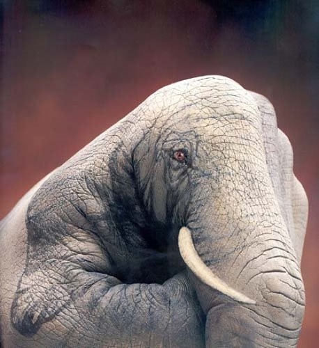 elephant_hand